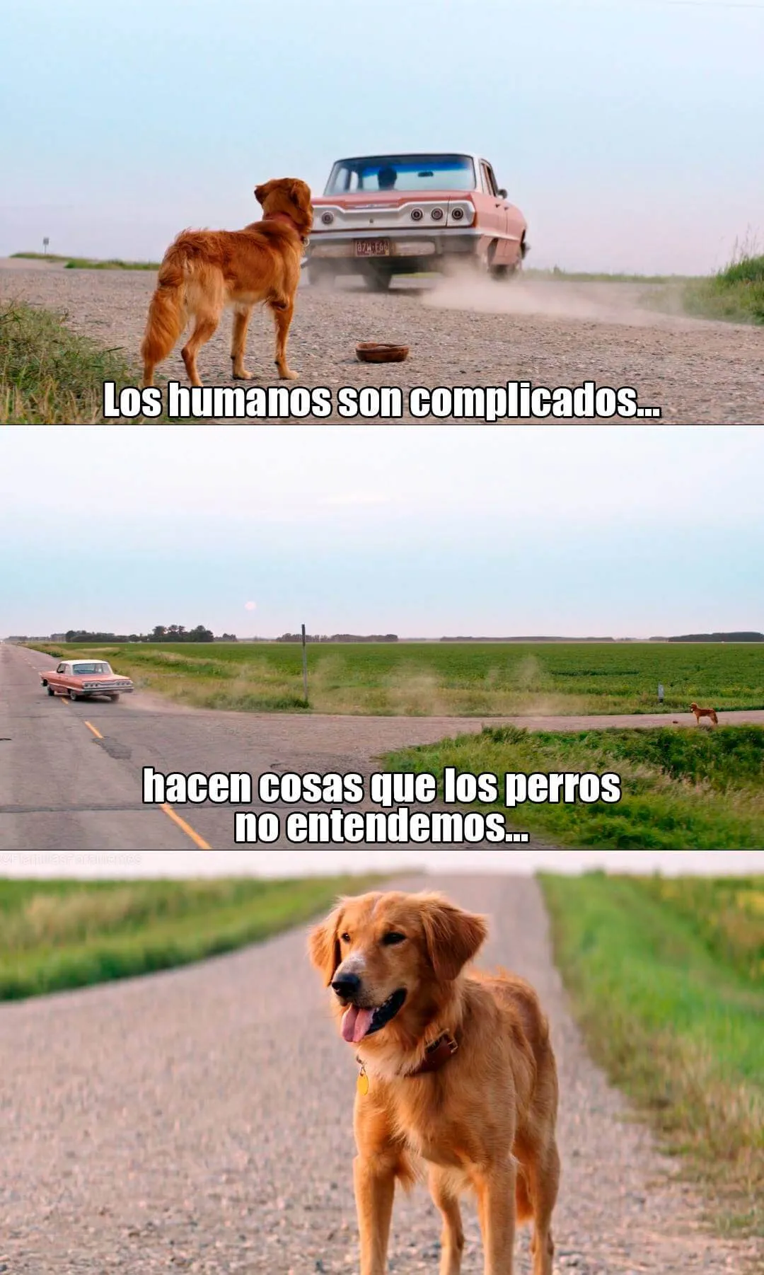 Plantilla de Los humanos son complicados... | Hacen cosas que los perros no entendemos...