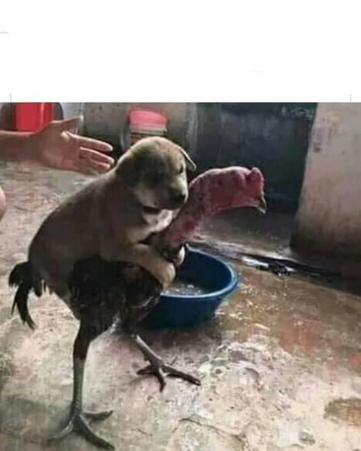 Plantilla de Perro subido en un gallo