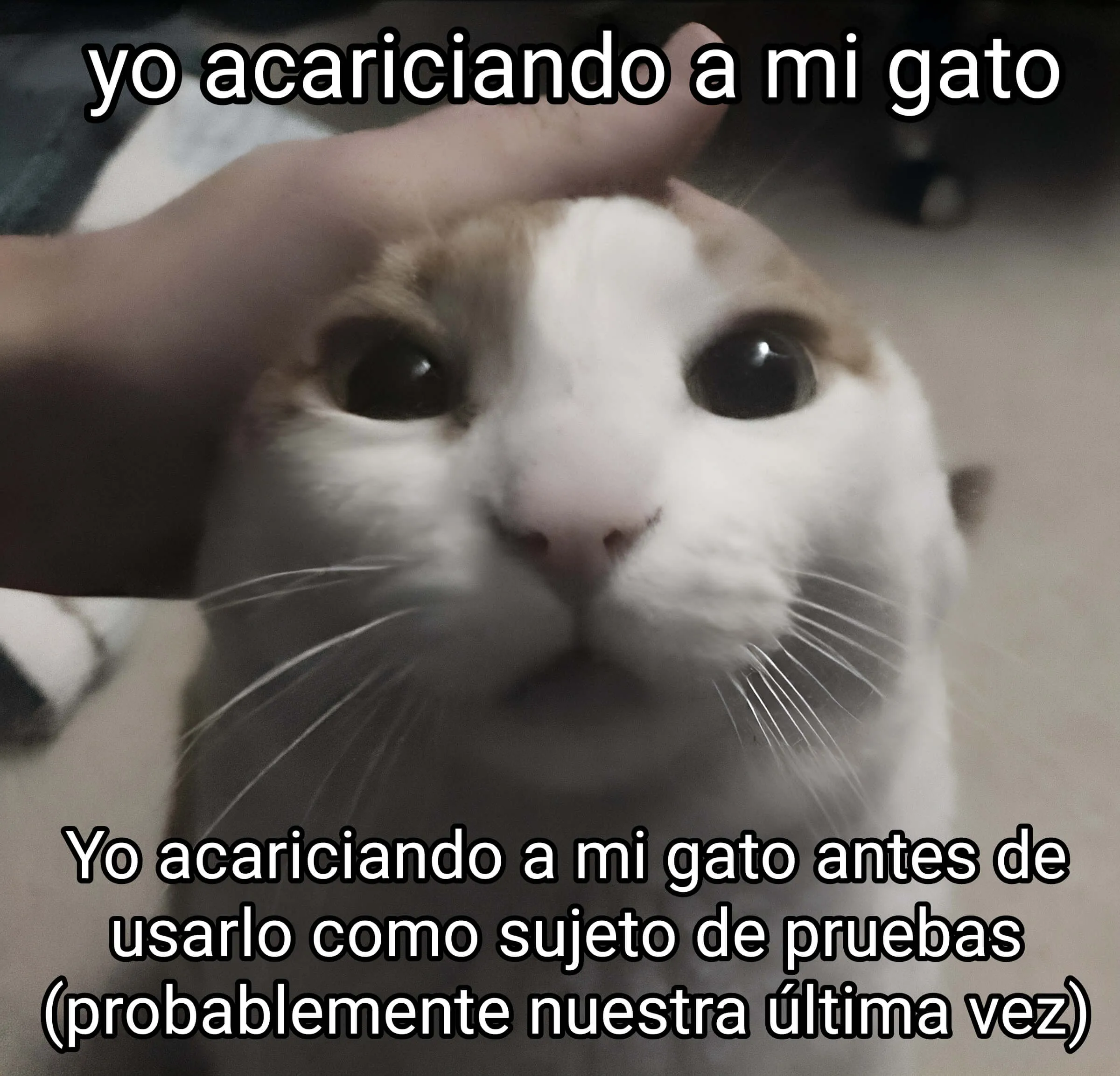 Plantilla de Yo acariciando a mi gato